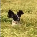 How my dog finds me in a field