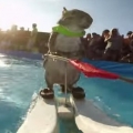 Thumb for Waterskiing Squirrel Is The Best