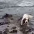 Dog Saves Baby Dolphin on Criccieth Beach