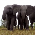 Thumb for GoPro: Elephant Encounter