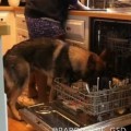 German Shepherd Helps His Owners Clean