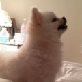 Thumb for Epic Pomeranian Puppy