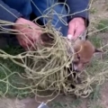 Man Rescues Baby Fox Tangled In Net 
