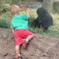 Young gorilla and toddler