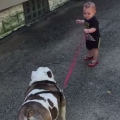 Thumb for 11-month-old trying to walk 80 pound bulldog