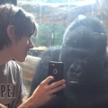 Zoo gorilla gets entertained