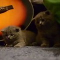 Adorable Kittens Being Adorable 