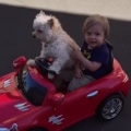 Dog Drives Little Boy In Toy Car