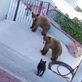 Bears scared away by a 20 pound French Bulldog