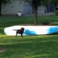 Thumb for Dog Runs Away With Inflatable Pool