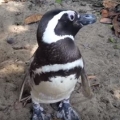 Thumb for Penguin Visits Brazilian Man