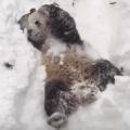 Panda Plays in Blizzard 