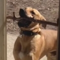 Dog's Stick is Too Big to Fit through the Door