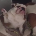 Thumb for Bulldog Admits Guilt
