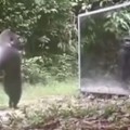 Scientists Put a Mirror in The Jungle