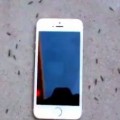 Ants Revolve Around iPhone When It Rings