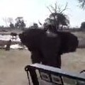 Elephant Attack Captured on GoPro