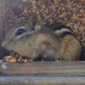 Guy Catches Chipmunk Stealing Bird Food