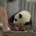 Giant pandas create trouble