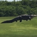 Huge Aligator