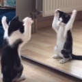 Kitten vs mirror
