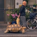 Taking his tortoise for a walk