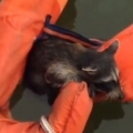 Rescuing A Raccoon From Drowning