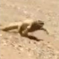 Lizard Running To Shady Spot In Desert