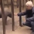 Dangerous Rhino Escapes