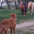 Excited dog desperately attempts to befriend horses