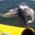 Whale Breaches Right Next To Boaters