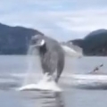 Humpback Whales Breaching By Kayakers
