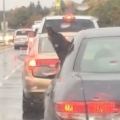 Thumb for Dobie Dog Dancing in the Rain