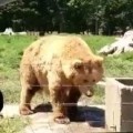 Brown Bear Makes An Impressive Catch