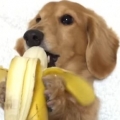 Thumb for Dachshund Eats Banana Like A Human