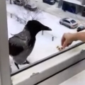 This Crow Is A Cheeky Little Thief 