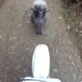 Trolling Ram Meets Biker