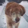 Cute Blind Dog