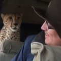Wild Cheetah Jumps In Car