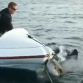 Great White Shark Attacks Small Boat In New Zealand