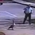 Thumb for Aggressive Goose Shows Police Detective Who’s Boss