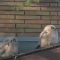 Owl Leaves Friend Nasty Parting Gift