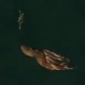 Octopus Chases Down Crab