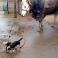 Dachshund Takes Horse For A Walk