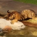 Thumb for Tiger Cubs Swimming For The First Time