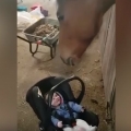 Horse Rocks Crying Baby - Video