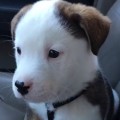 Adorable Puppy Doesn't Understand Hiccups
