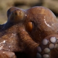 Majestic Octopus Is Majestic