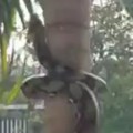 Ever Seen How a Python Climbs a Tree?
