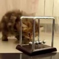 A New Generation Of Kittens Struggles With Physics